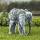 Solar-powered animal light Metal Elephant