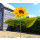 Solar Sunflower Set of 2